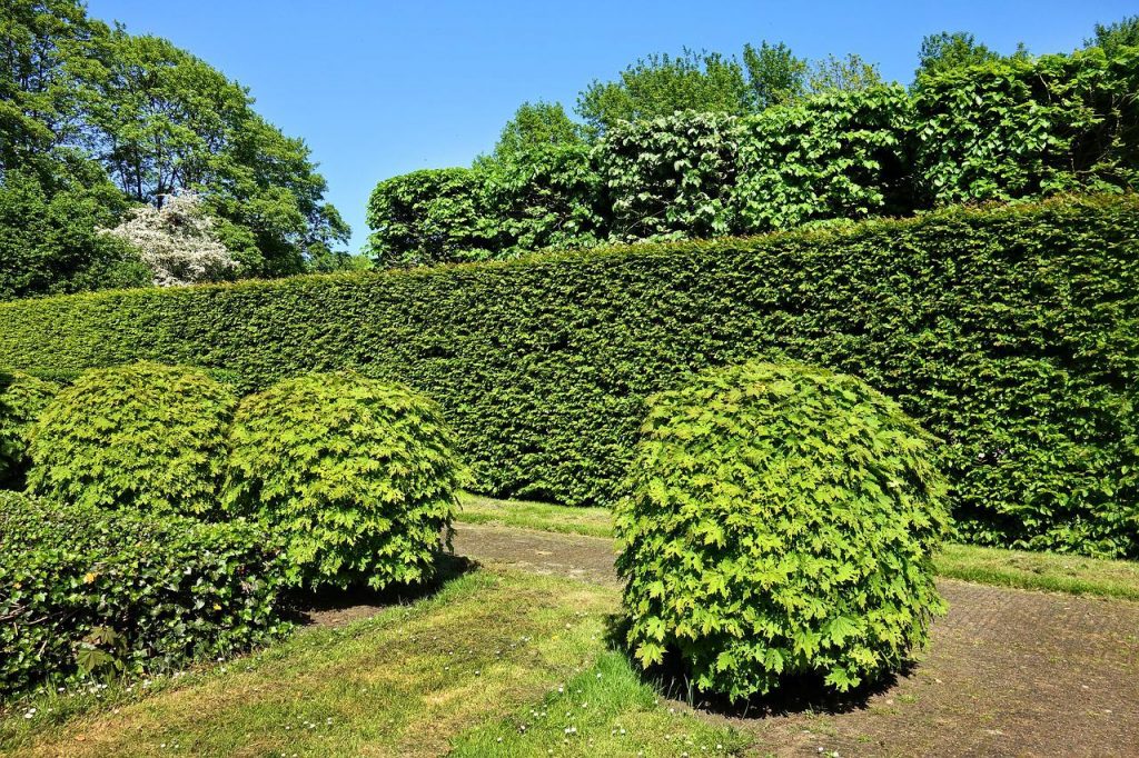 shorn-hedge-denver