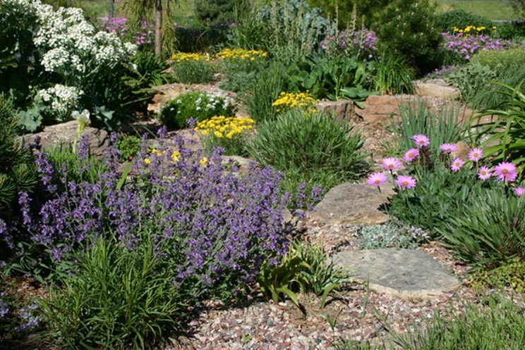 Xeriscape planting