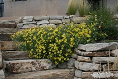 plant select drought resistant plants