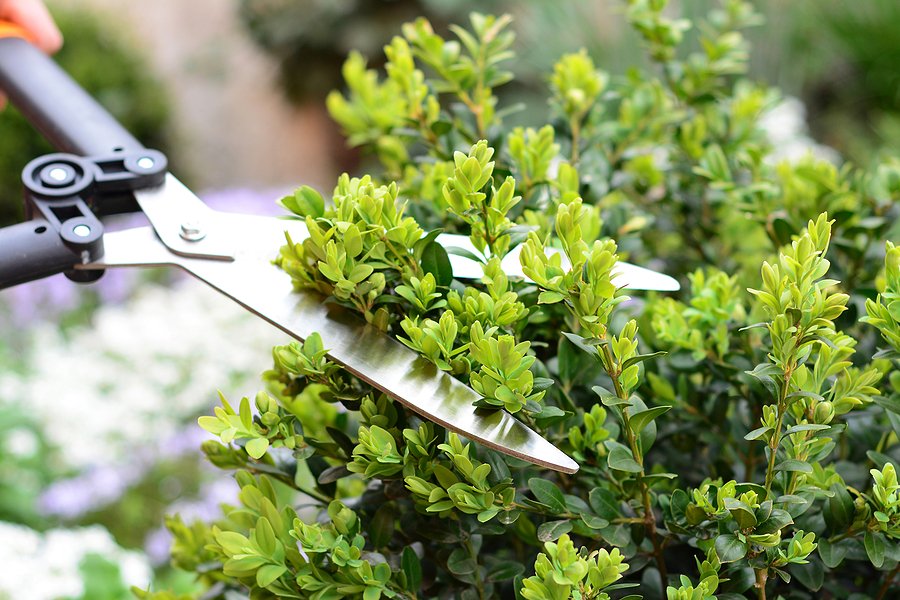 pruning services denver co