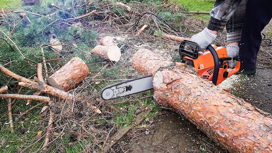 tree removal denver co
