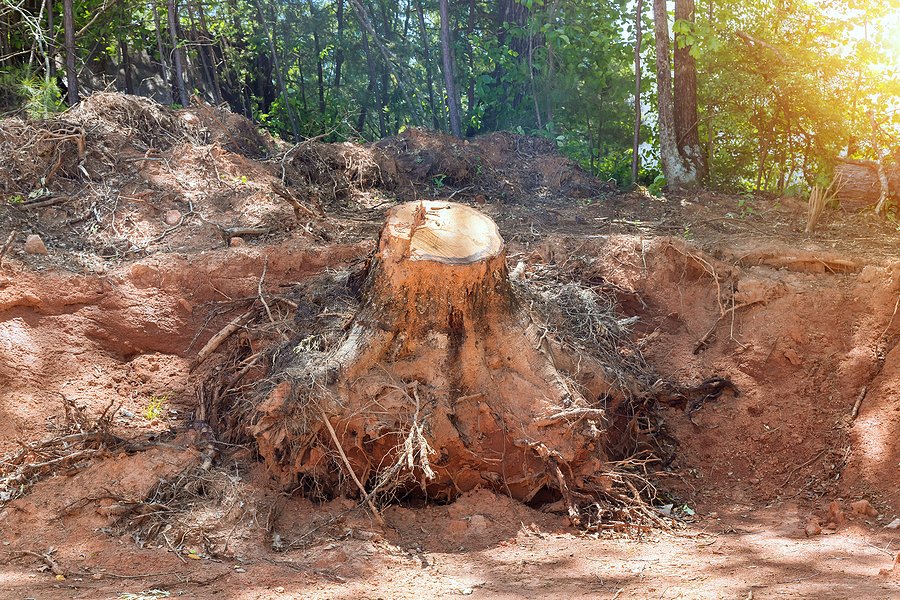 tree stump removal denver co